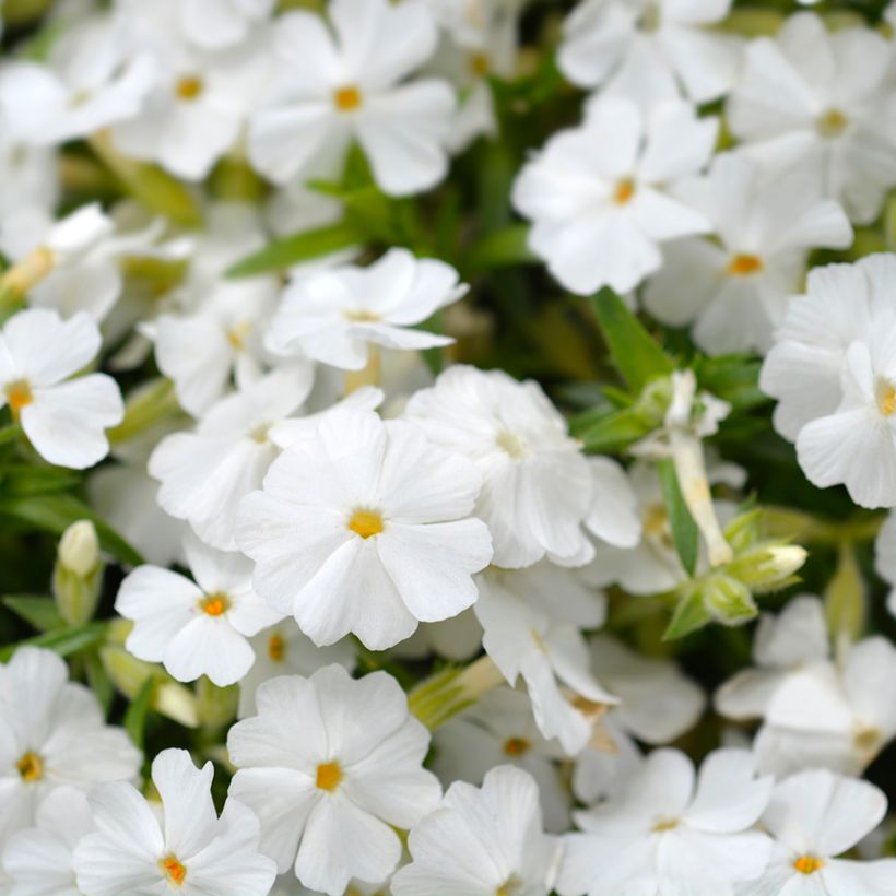 Phlox mousse White Delight (Floraison)