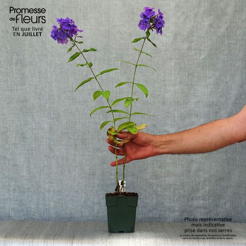 Spécimen de Phlox paniculata Blue Paradise tel que livré en été