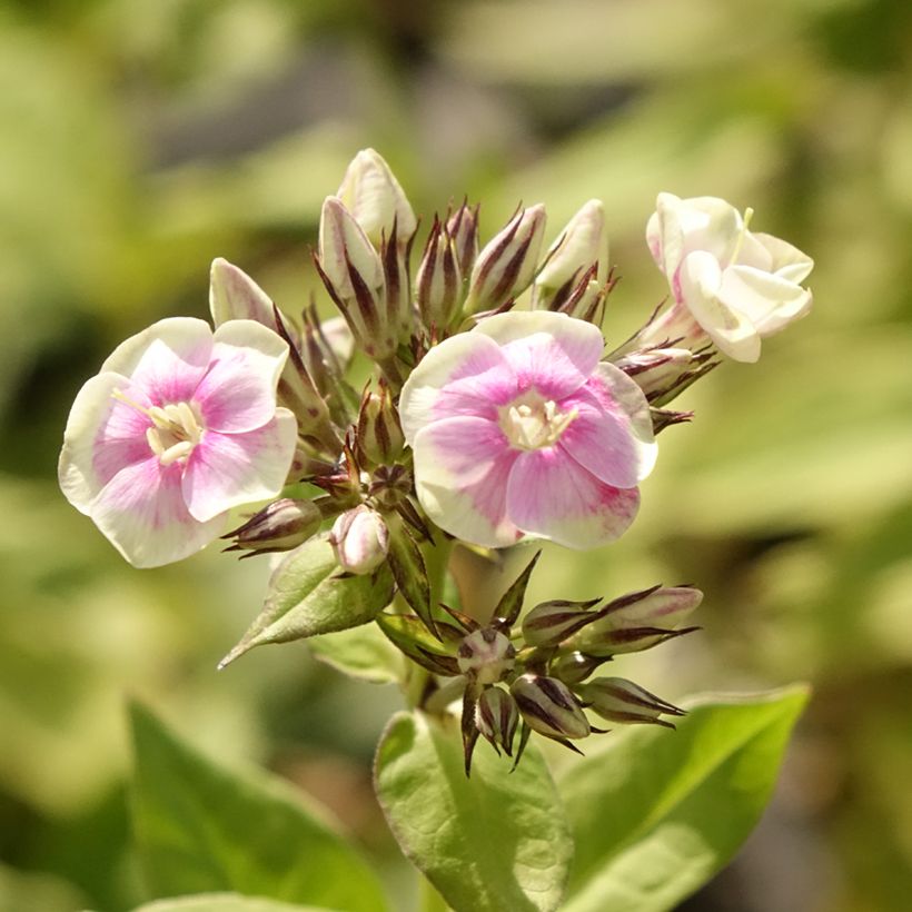 Phlox paniculata Mystic Green (Floraison)