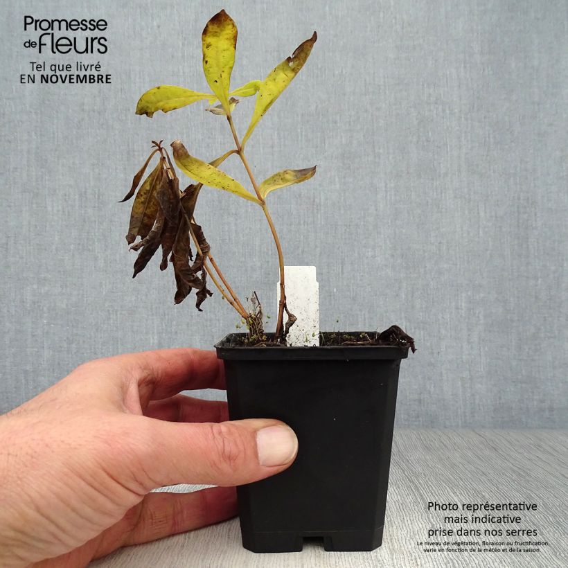 Spécimen de Phlox paniculata Uspech tel que livré en automne