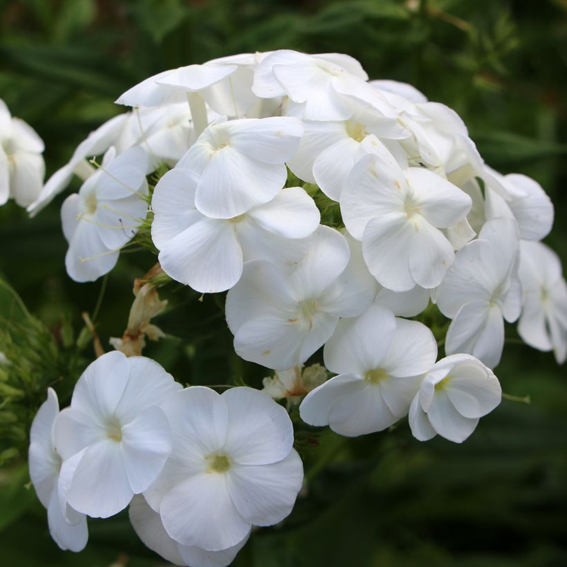 Phlox paniculata Younique White (Floraison)