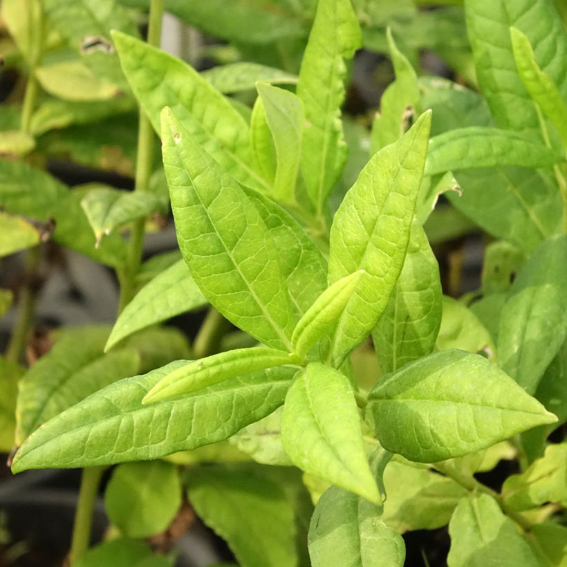 Phlox paniculata Younique White (Feuillage)