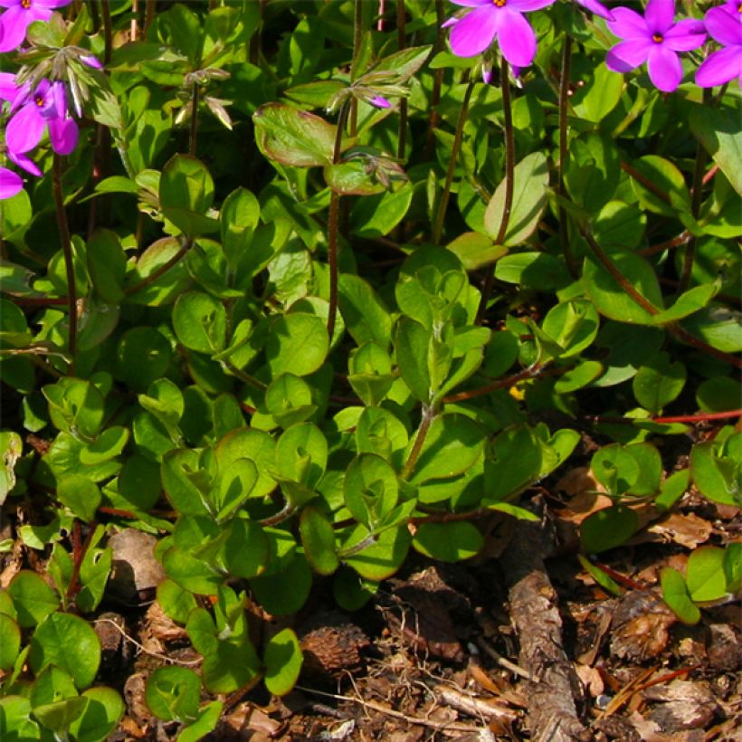 Phlox stolonifera Purpurea (Feuillage)