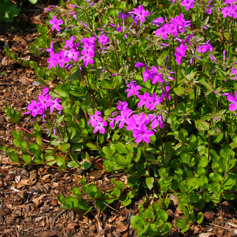 Phlox stolonifera Purpurea (Floraison)