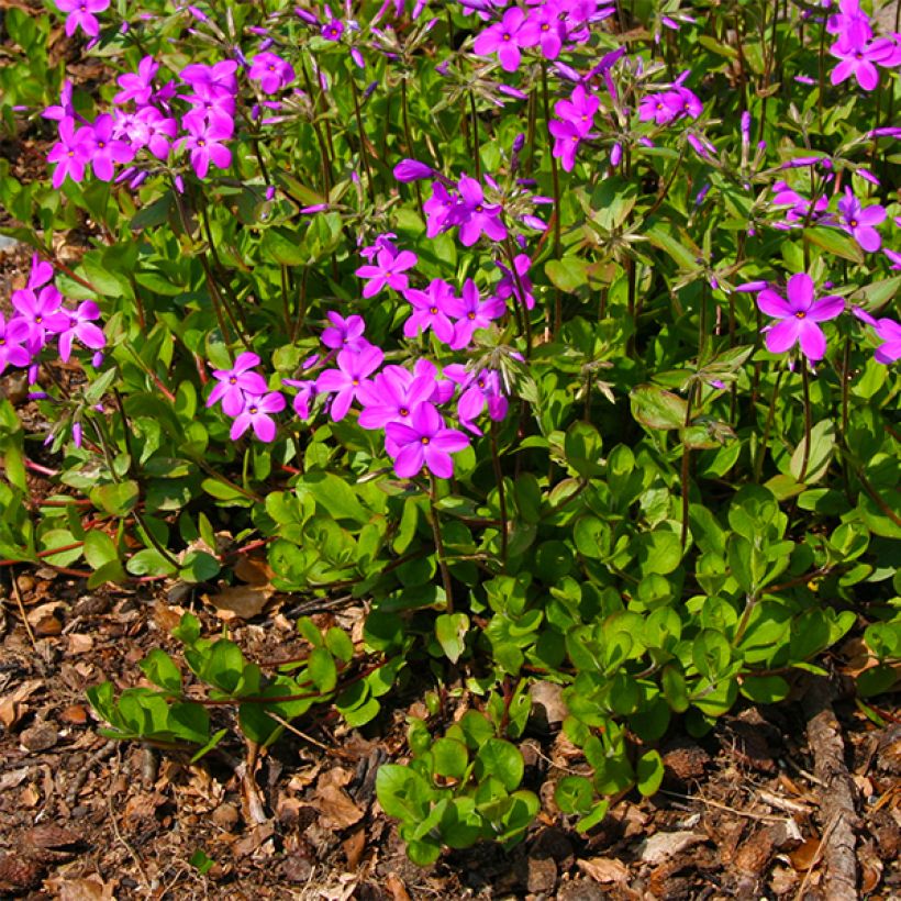 Phlox stolonifera Purpurea (Port)