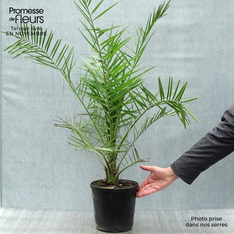 Spécimen de Phoenix canariensis - Palmier dattier des Canaries Pot de 6L/7L tel que livré en automne