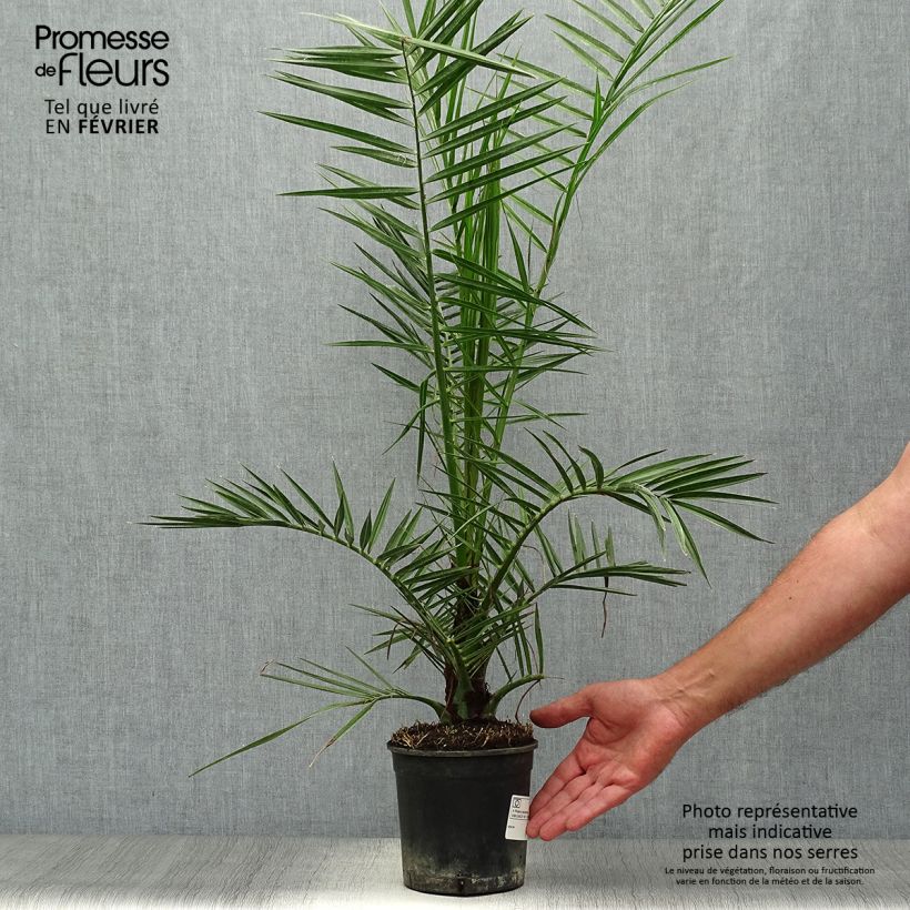 Spécimen de Phoenix canariensis - Palmier dattier des Canaries pot de 1,5L tel que livré en automne