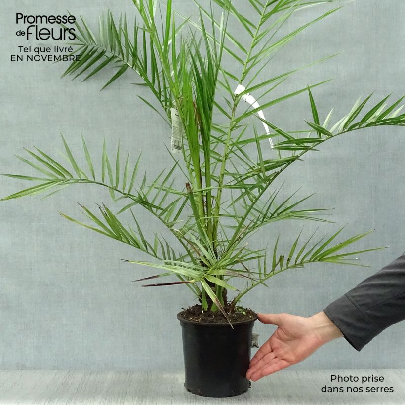 Spécimen de Phoenix canariensis - Palmier dattier des Canaries pot de 3L tel que livré en automne