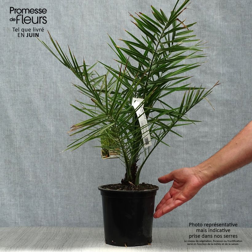 Spécimen de Phoenix canariensis - Palmier dattier des Canaries tel que livré en été