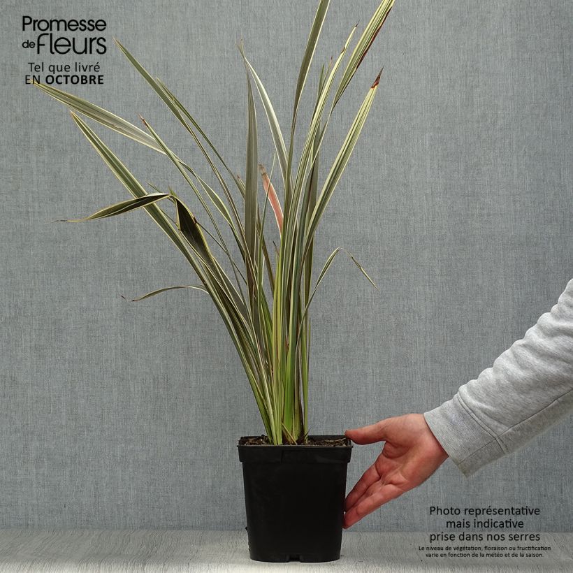 Spécimen de Phormium Alison Blackman - Lin de Nouvelle-Zélande Pot de 3L/4L tel que livré en automne