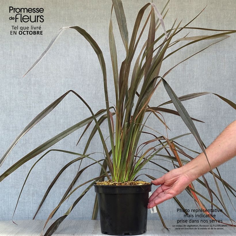 Spécimen de Phormium Dark Delight - Lin de Nouvelle-Zélande Pot de 4L/5L tel que livré en automne