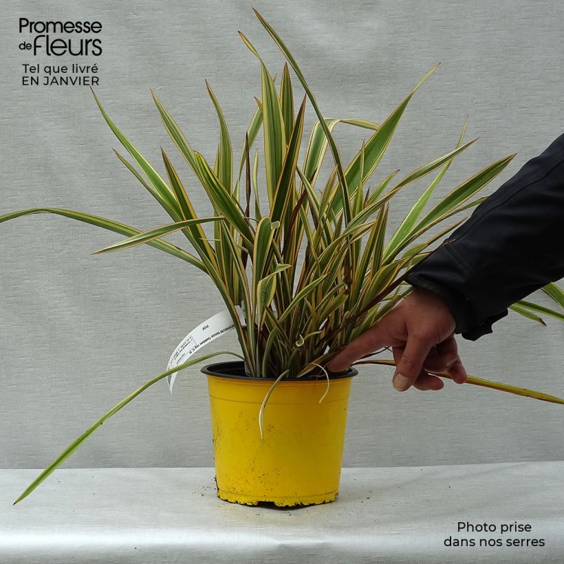 Spécimen de Phormium Golden Ray - Lin de Nouvelle-Zélande en pot de 2L/3L tel que livré en hiver