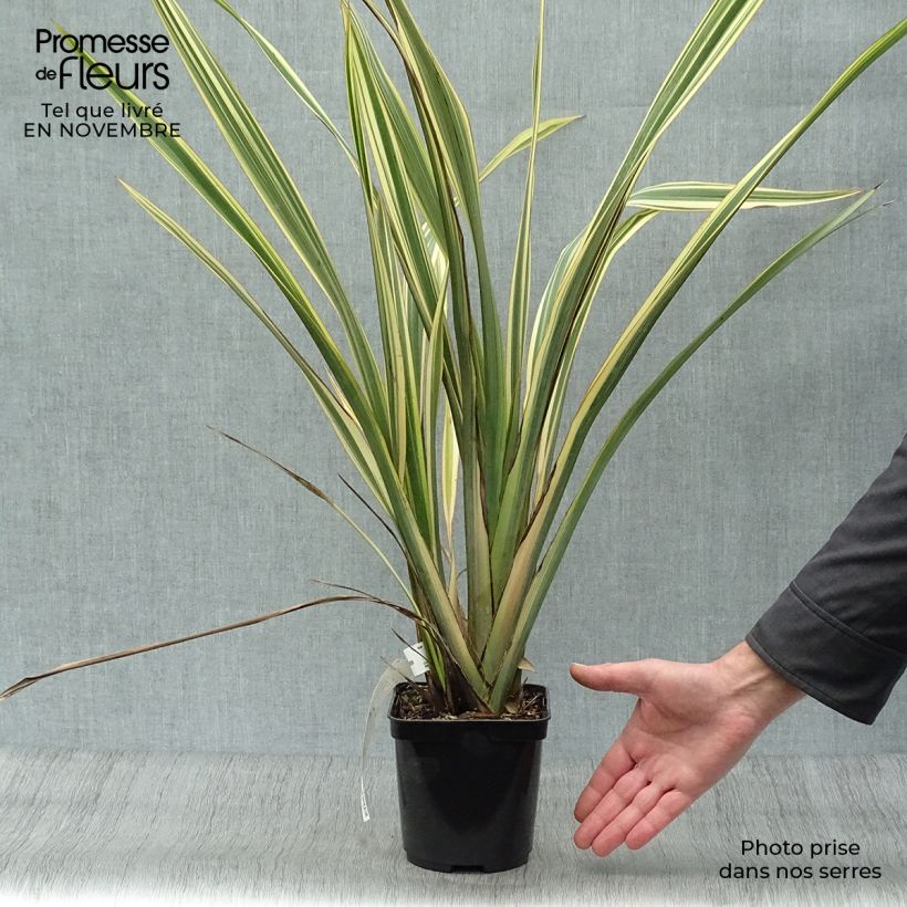 Spécimen de Phormium Golden Ray - Lin de Nouvelle-Zélande en pot de 2L/3L tel que livré en automne