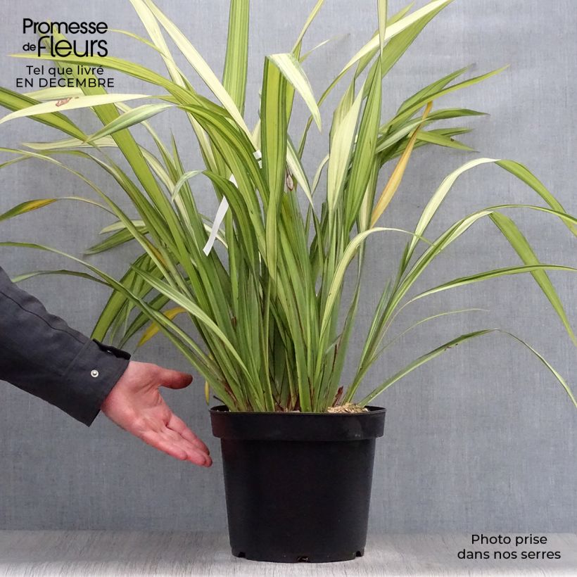 Spécimen de Phormium Golden Ray - Lin de Nouvelle-Zélande en pot de 7,5L/10L tel que livré en hiver