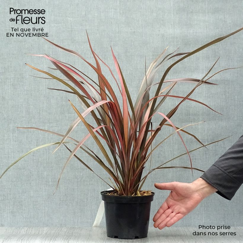 Spécimen de Phormium Pink Panther - Lin de Nouvelle-Zélande en pot de 2L/3L tel que livré en automne