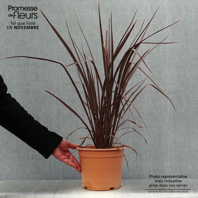 Spécimen de Phormium Special Red - Lin de Nouvelle-Zélande Pot de 4L/5L tel que livré en automne