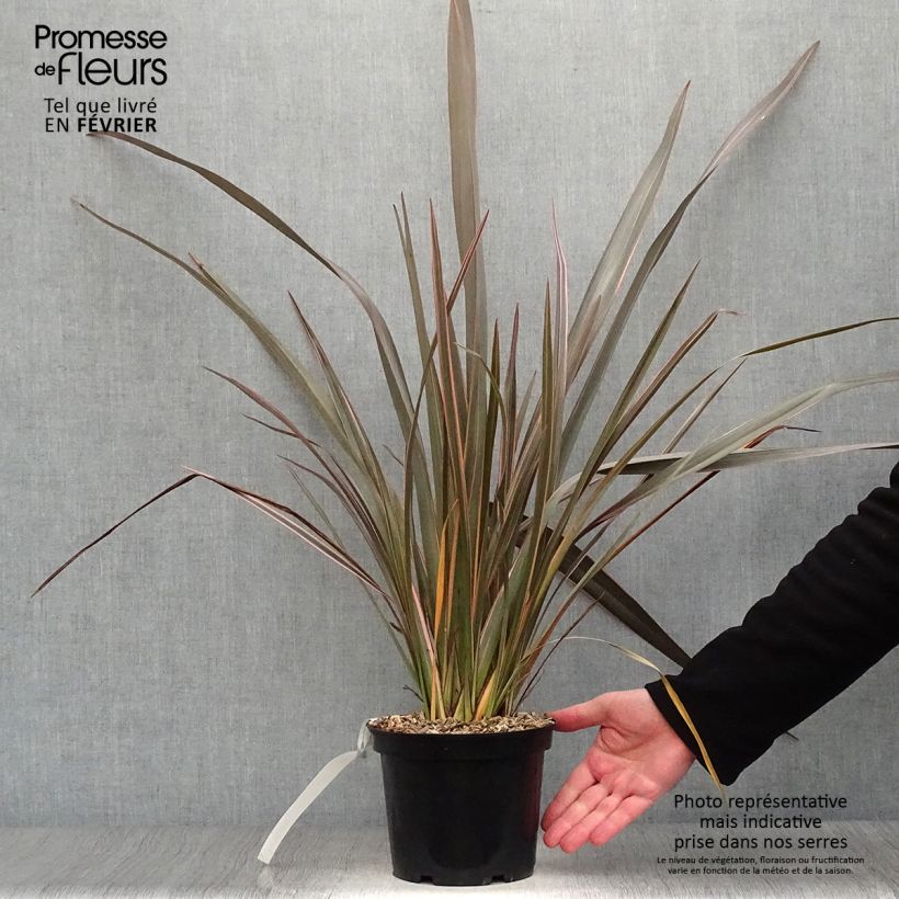 Spécimen de Phormium Sundowner - Lin de Nouvelle-Zélande en pot de 2/3L tel que livré en hiver