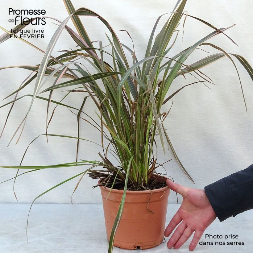 Spécimen de Phormium Sundowner - Lin de Nouvelle-Zélande en pot de 4/5L tel que livré en hiver