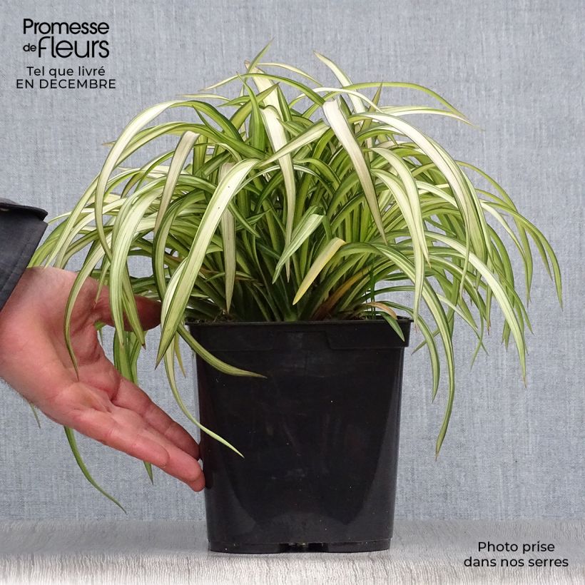 Spécimen de Phormium cookianum Blondie - Lin de Nouvelle-Zélande Pot de 2L/3L tel que livré en hiver