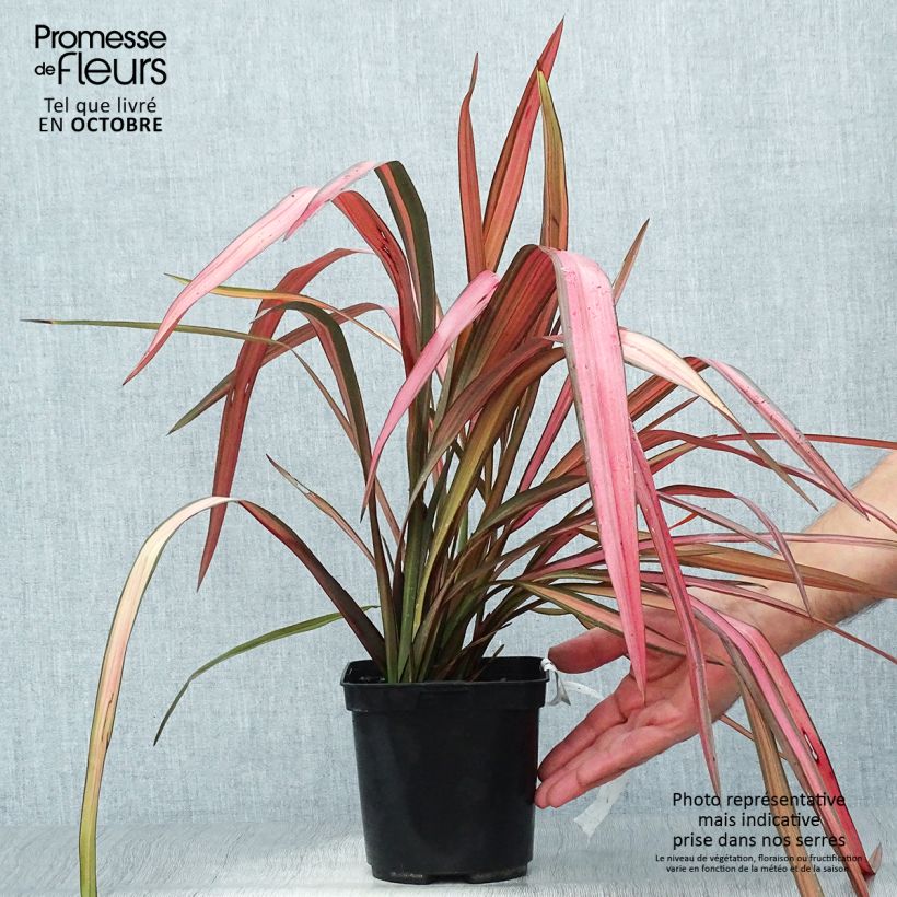 Spécimen de Phormium cookianum Maori Maiden - Lin de Nouvelle-Zélande Pot de 4L tel que livré en automne