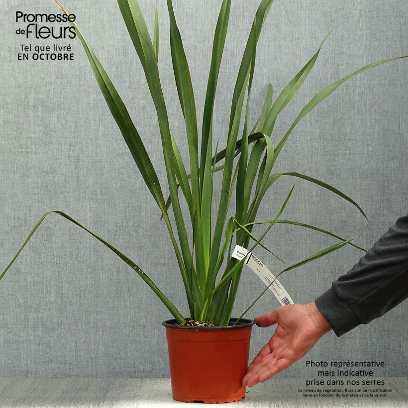 Spécimen de Phormium tenax - Lin de Nouvelle-Zélande pot de 2/3L tel que livré en automne