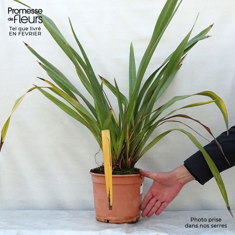 Spécimen de Phormium tenax - Lin de Nouvelle-Zélande pot de 4/5L tel que livré en hiver