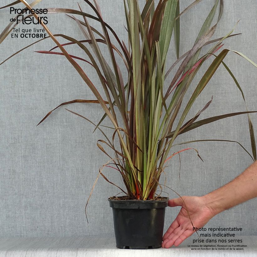 Spécimen de Phormium tenax Purpureum - Lin de Nouvelle-Zélande pot de 3L tel que livré en automne