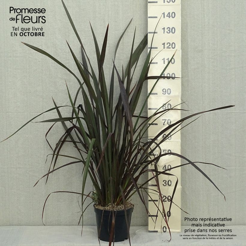 Spécimen de Phormium tenax Purpureum - Lin de Nouvelle-Zélande pot de 8L tel que livré en automne