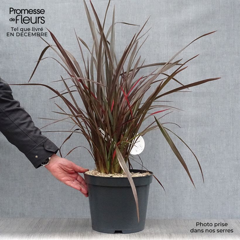 Spécimen de Phormium tenax Purpureum - Lin de Nouvelle-Zélande pot de 8L tel que livré en hiver