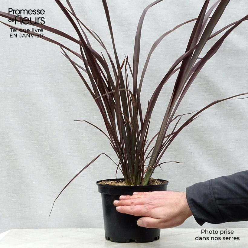 Spécimen de Phormium tenax Purpureum - Lin de Nouvelle-Zélande pot de 3L tel que livré en hiver