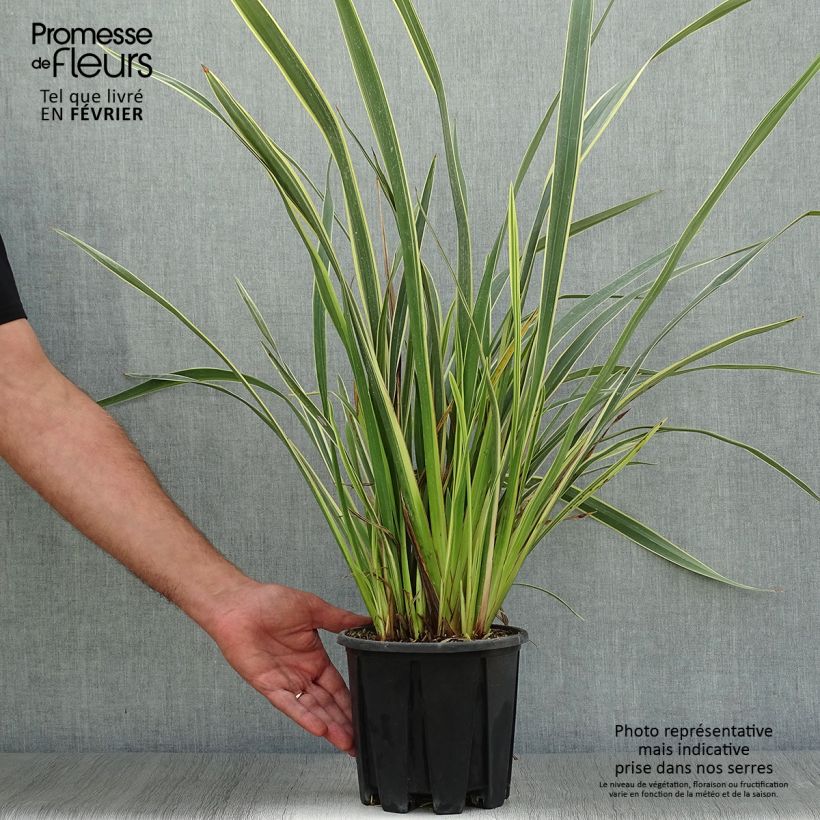 Spécimen de Phormium tenax Variegatum - Lin de Nouvelle-Zélande pot de 3L tel que livré en automne