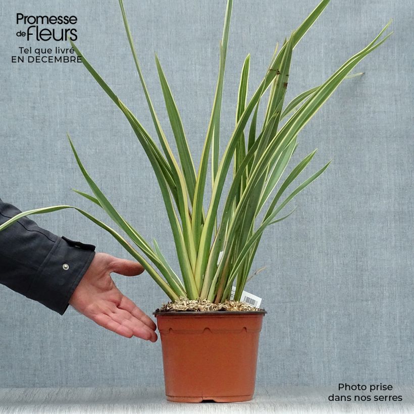 Spécimen de Phormium tenax Variegatum - Lin de Nouvelle-Zélande pot de 3L tel que livré en hiver