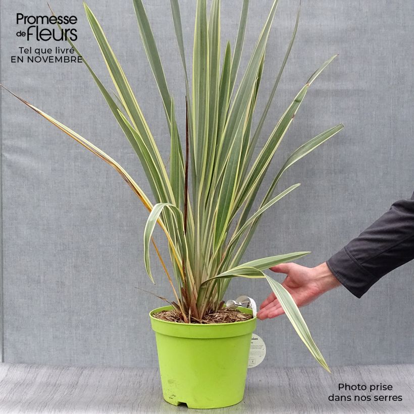 Spécimen de Phormium tenax Variegatum - Lin de Nouvelle-Zélande pot de 8L tel que livré en automne