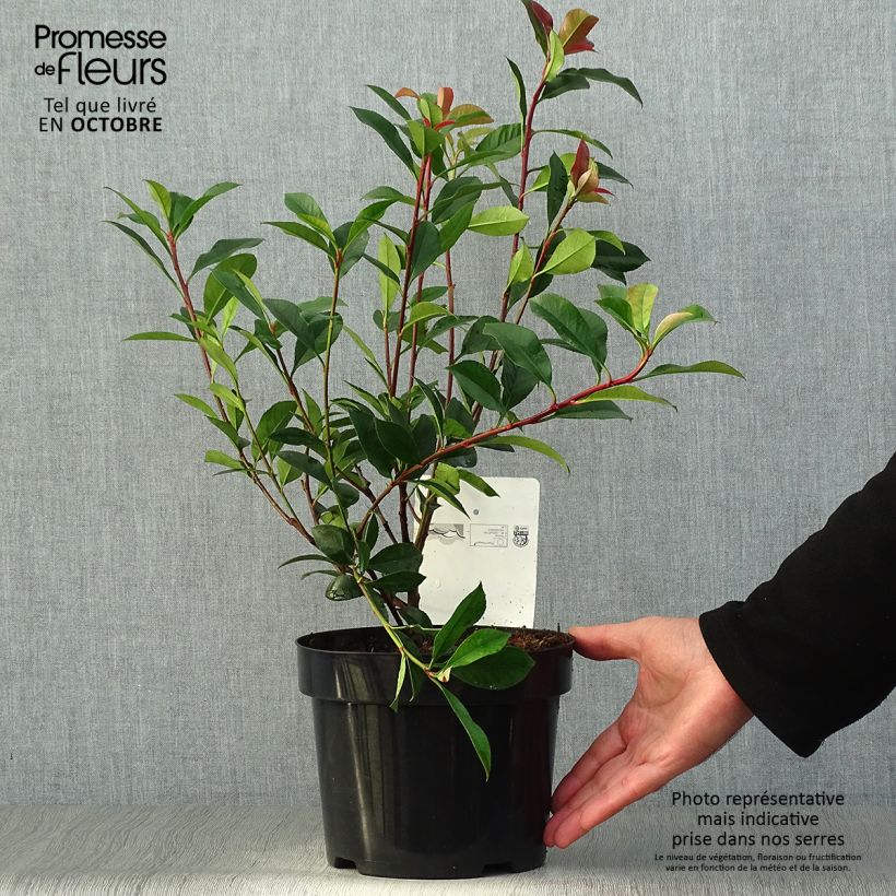 Spécimen de Photinia fraseri Carré Rouge 30/40cm en pot de 2/3L tel que livré en automne