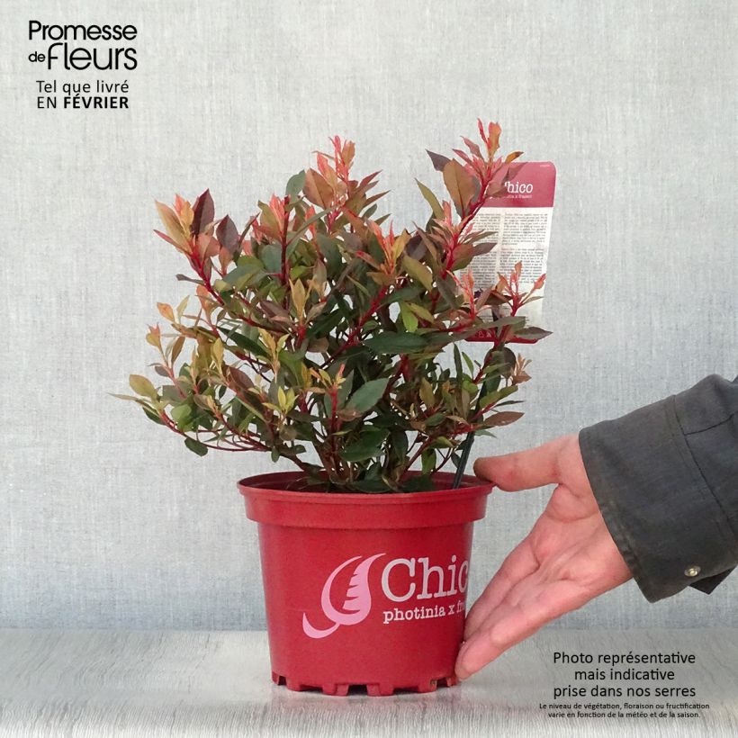 Spécimen de Photinia fraseri Chico Pot de 2L/3L tel que livré en hiver