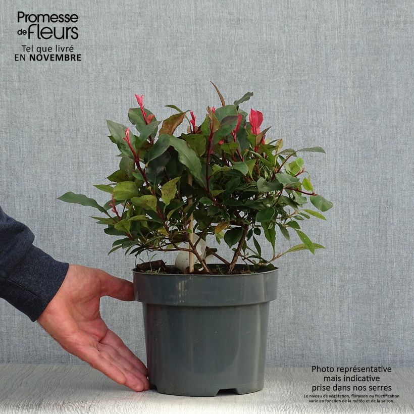 Spécimen de Photinia fraseri Little Fenna tel que livré en automne