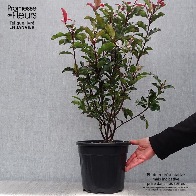 Spécimen de Photinia x fraseri Magical Volcano tel que livré en hiver