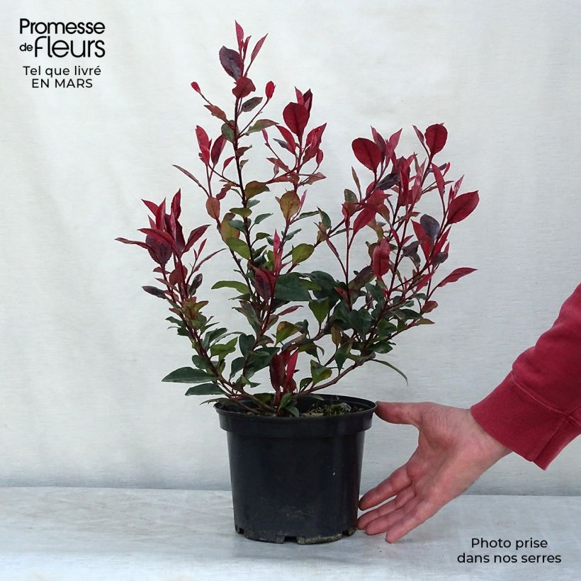 Spécimen de Photinia x fraseri Nana pot 2L./3L. - Photinia nain tel que livré en hiver