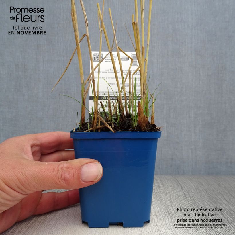 Spécimen de Phragmites australis Variegatus - Roseau panaché Godet de 9cm tel que livré en automne