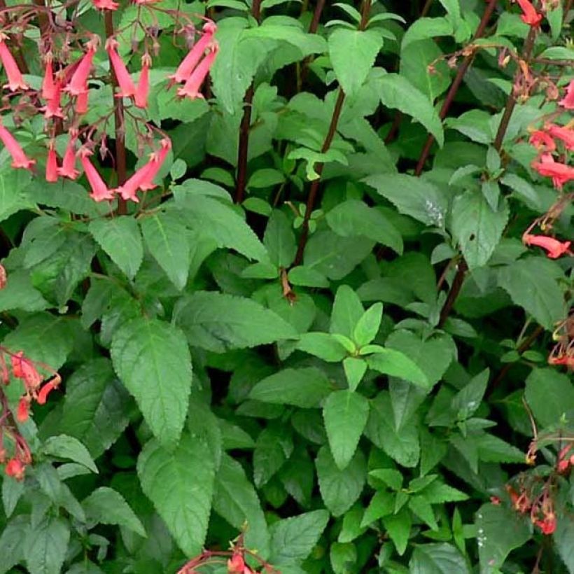 Phygelius capensis - Fuchsia du Cap (Feuillage)