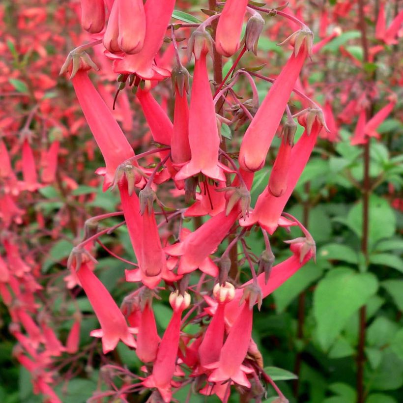 Phygelius capensis - Fuchsia du Cap (Floraison)