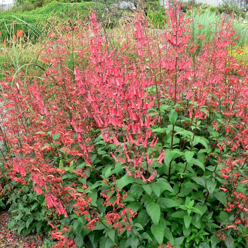 Phygelius capensis - Fuchsia du Cap (Port)