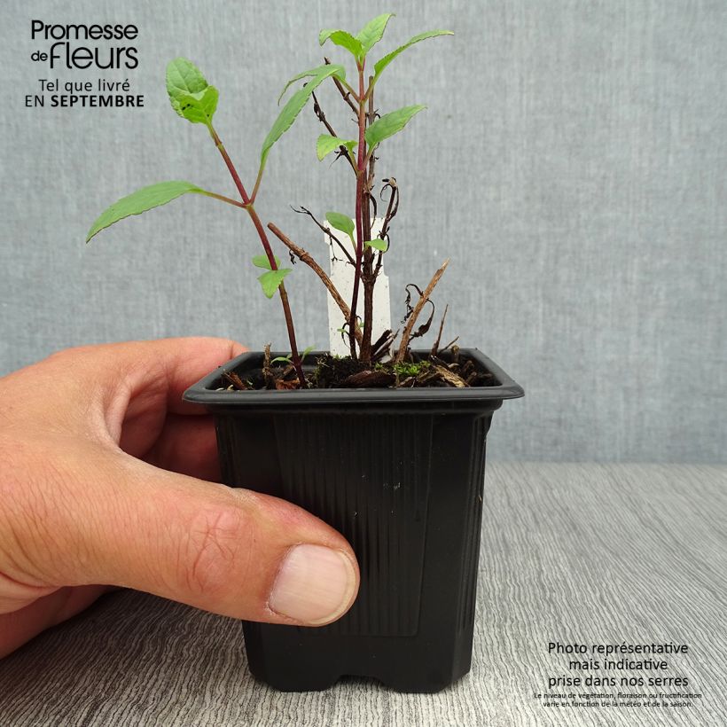 Spécimen de Phygelius capensis - Fuchsia du Cap tel que livré en automne