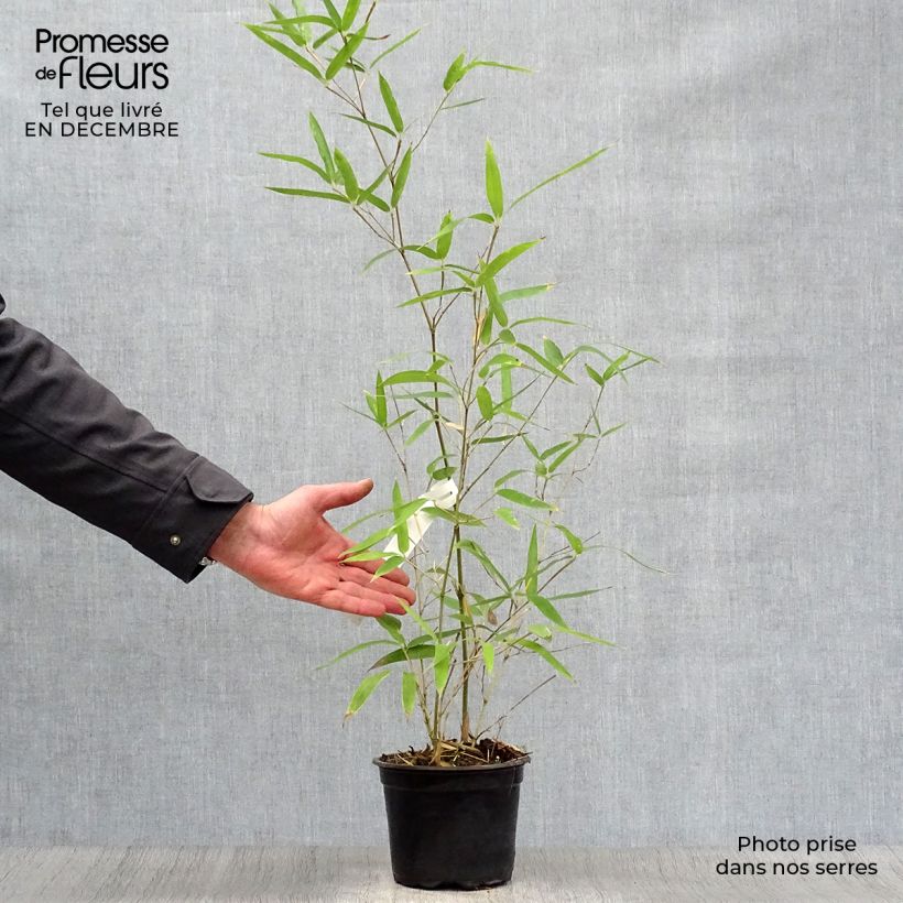 Spécimen de Phyllostachys atrovaginata Green Perfume - Bambou moyen pot 2L/3L 60cm+ tel que livré en hiver