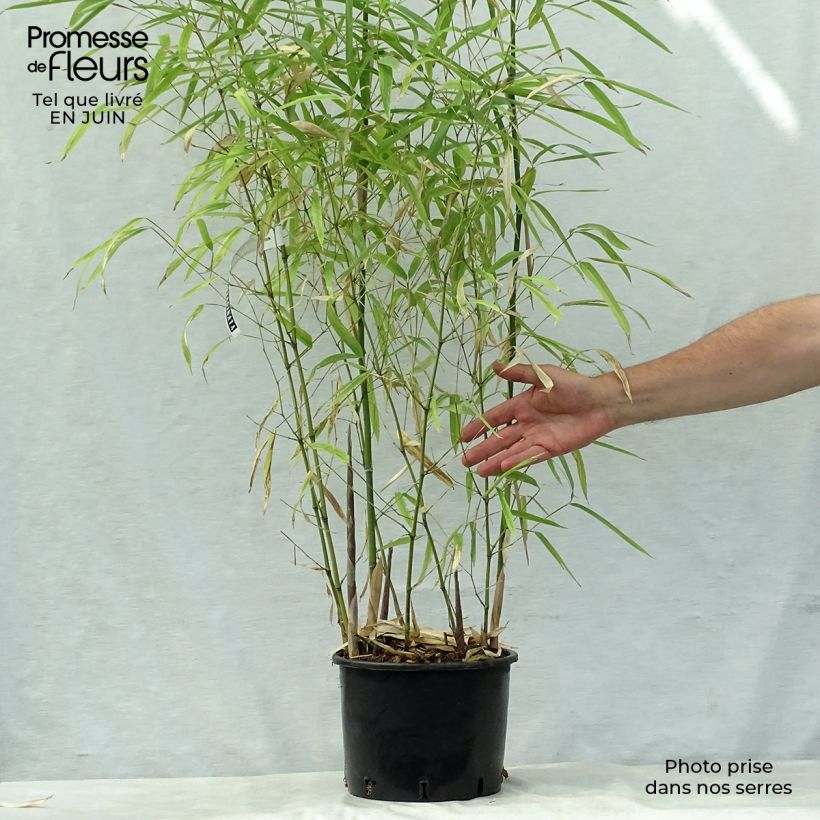 Spécimen de Phyllostachys atrovaginata Green Perfume - Bambou moyen tel que livré en été