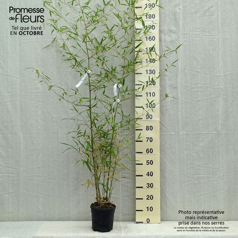 Spécimen de Phyllostachys atrovaginata Green Perfume - Bambou moyen pot 5L 100/150 tel que livré en automne