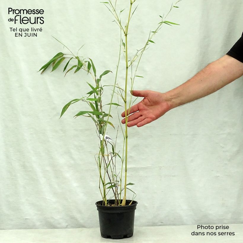 Spécimen de Phyllostachys aureosulcata Spectabilis - Bambou moyen tel que livré en été