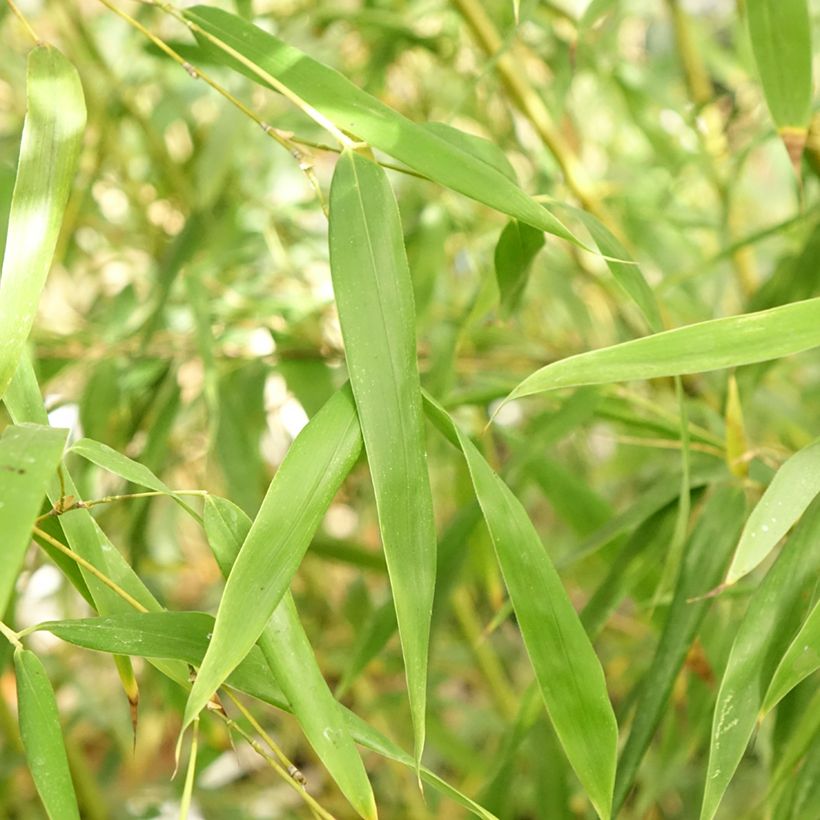 Phyllostachys flexuosa - Bambou moyen (Feuillage)