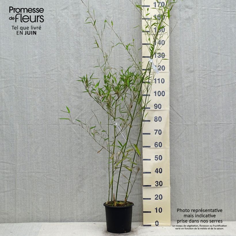 Spécimen de Phyllostachys heteroclada - Bambou en écailles de poisson tel que livré en été