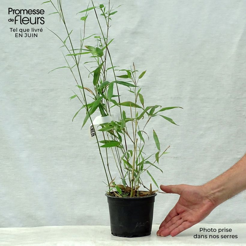 Spécimen de Phyllostachys humilis - Bambou moyen tel que livré en été
